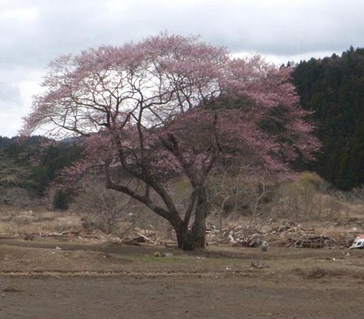 陸前高田市郊外でガレキの中で咲くサクラの大木