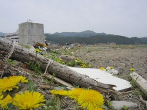 壊滅的な被害を受けた陸前高田市街地に咲くタンポポ